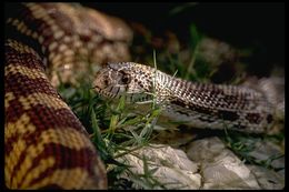 Pituophis catenifer affinis Hallowell 1852 resmi