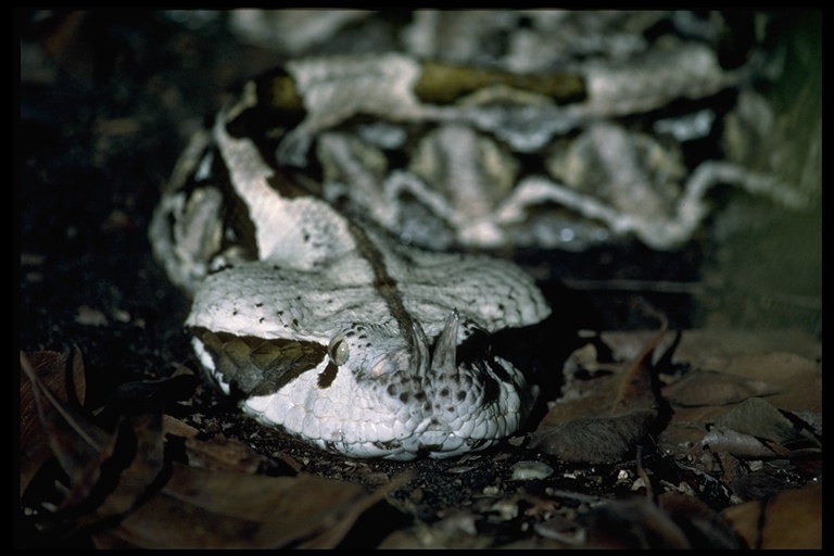 Image of Gaboon Adder