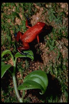 Image of Flaming Poison Frog