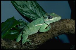 Image of Cuban Giant Anole