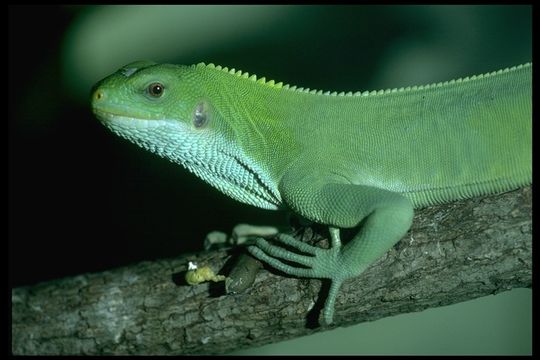 Image of Fiji Banded Iguana