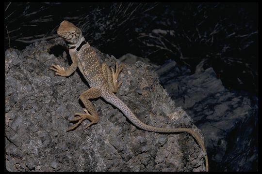 Image of Eastern Collared Lizard