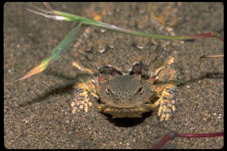 Imagem de Phrynosoma coronatum (Blainville 1835)