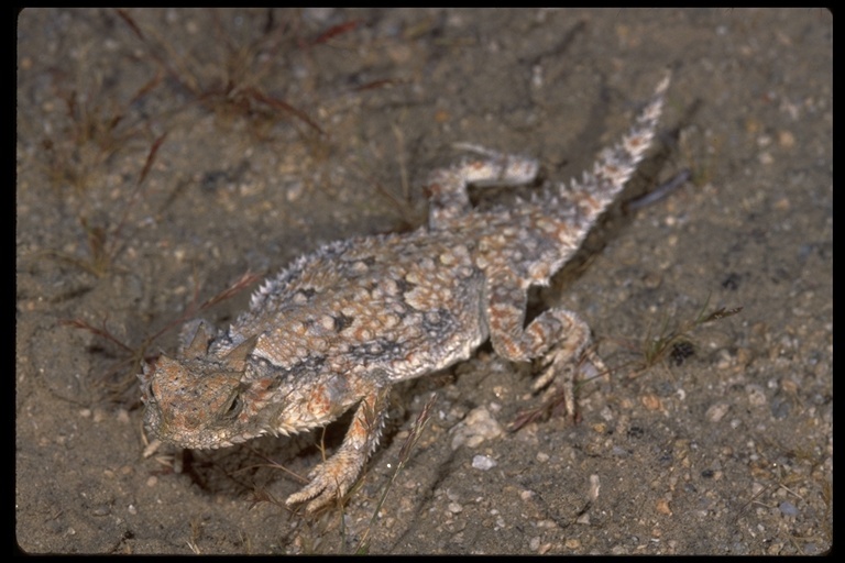 Image of Desert Horned Lizard