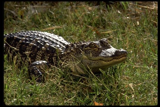 Image of American alligator