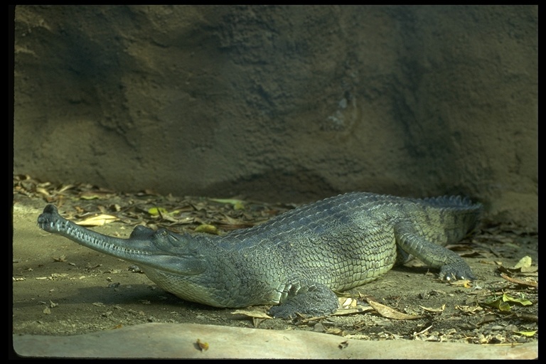 Image of Gharial