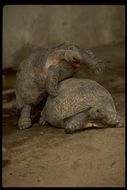 Image of Galapagos giant tortoise