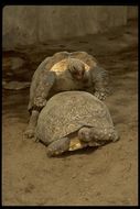 Image of Galapagos giant tortoise