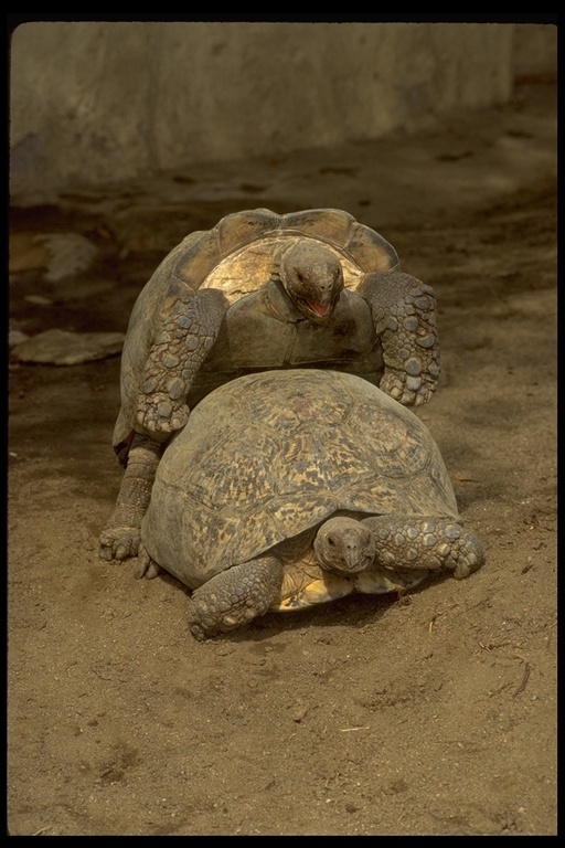 Image of Galapagos giant tortoise