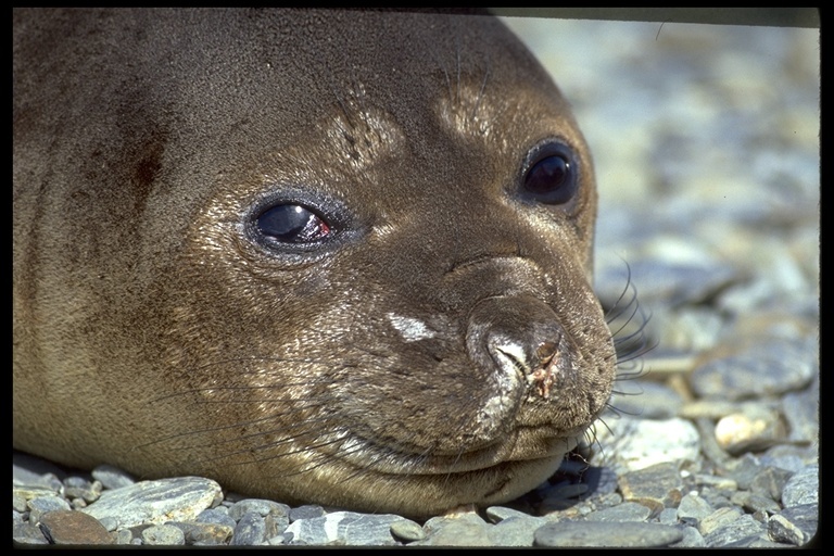 Image of South Atlantic Elephant-seal