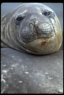 Image of South Atlantic Elephant-seal