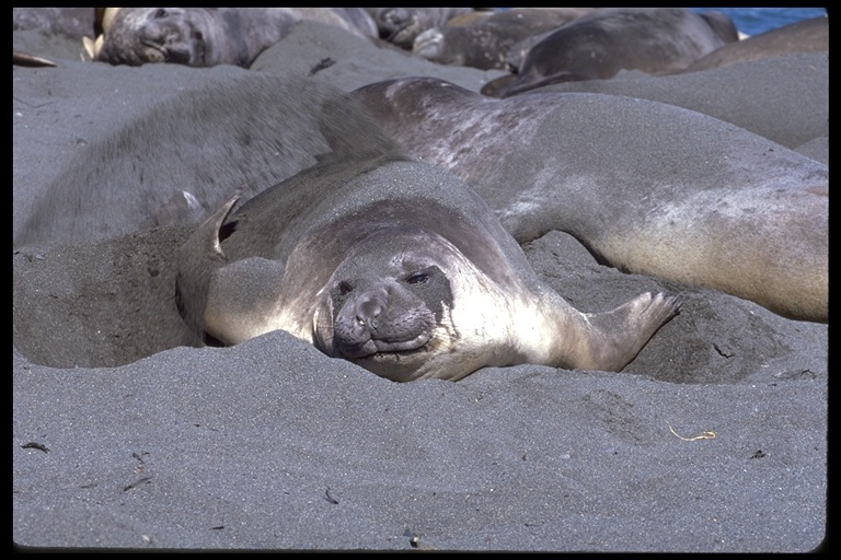 Image of South Atlantic Elephant-seal