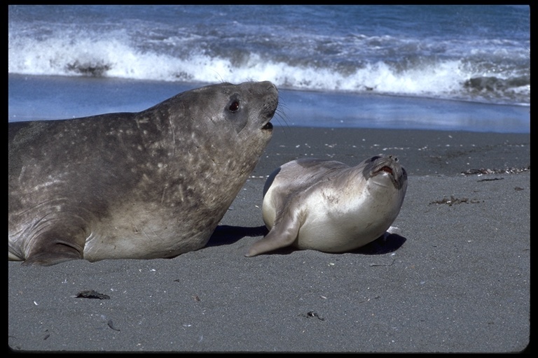 Image of South Atlantic Elephant-seal