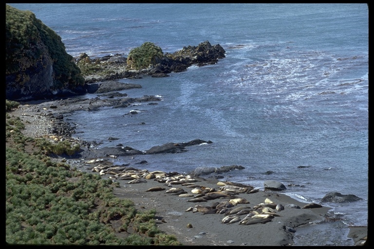 Image of South Atlantic Elephant-seal