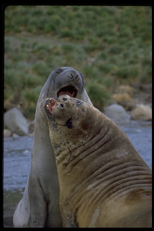 Image of South Atlantic Elephant-seal