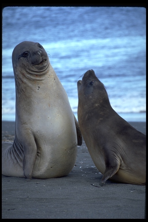 Image of South Atlantic Elephant-seal