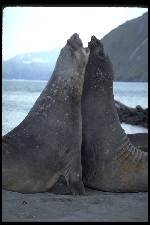 Image of South Atlantic Elephant-seal