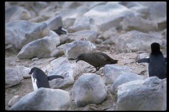 Plancia ëd Stercorarius antarcticus lonnbergi (Mathews 1912)