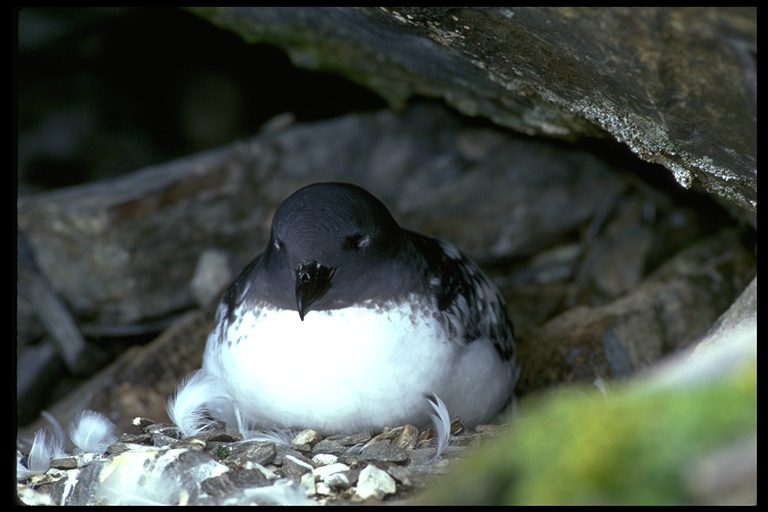 Image of Cape Petrel