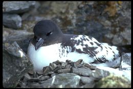 Image of Cape Petrel