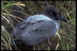 Image of Light-mantled Albatross