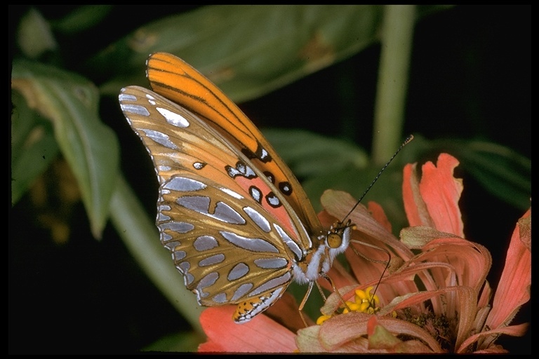 Image of Gulf Fritillary