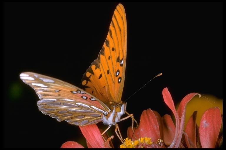 Image of Gulf Fritillary