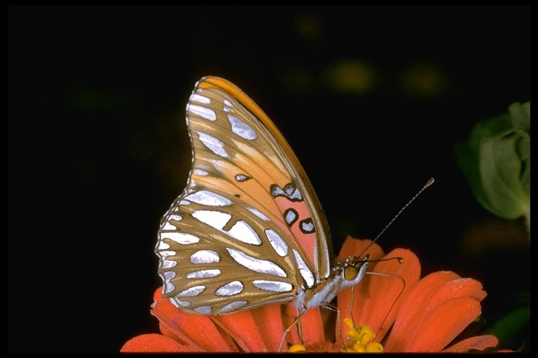 Image of Gulf Fritillary