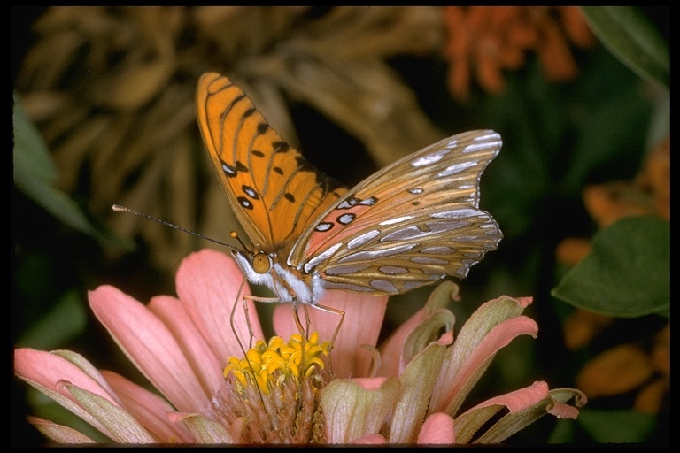 Image of Gulf Fritillary