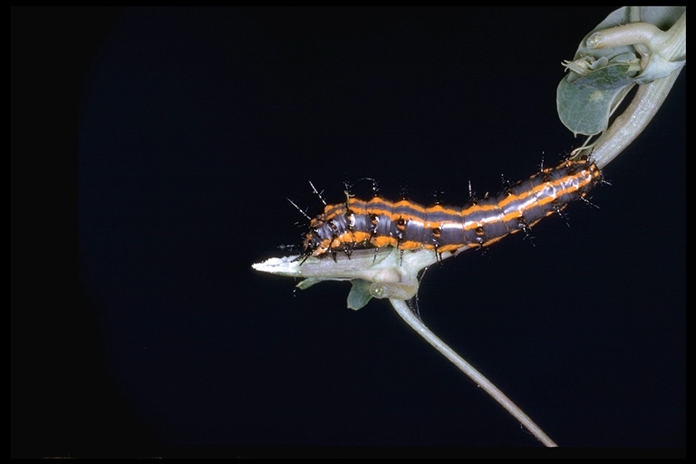 Image of Gulf Fritillary