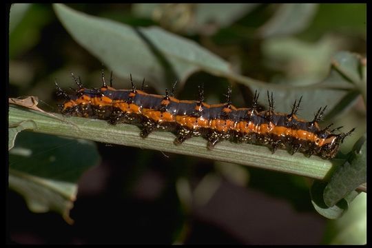 Image of Gulf Fritillary