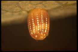 Image of Gulf Fritillary