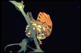 Image of Gulf Fritillary