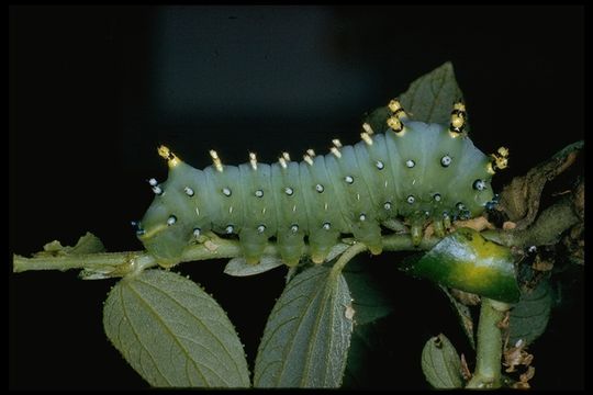 Image of Ceanothus Silkmoth