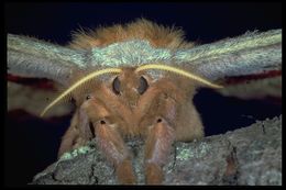 Antheraea polyphemus (Cramer (1775))的圖片