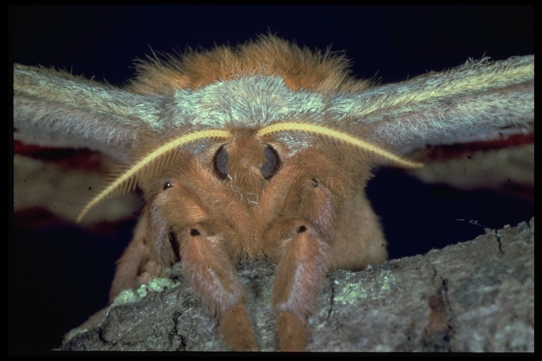 Image of Polyphemus Moth