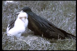 Image of Great Frigatebird