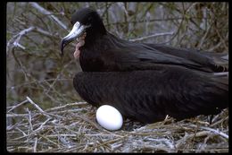 Image of Great Frigatebird