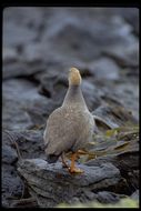 Image of Ruddy-headed Goose