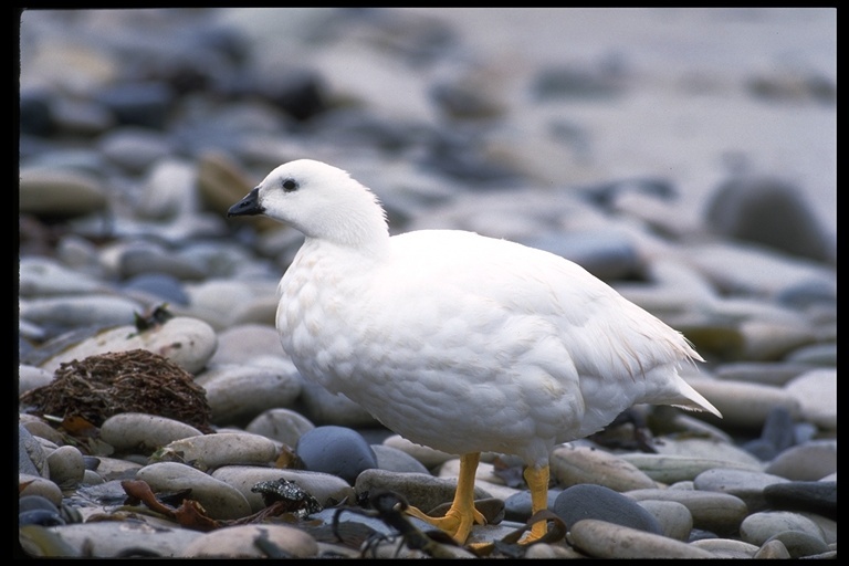 Image of Kelp Goose