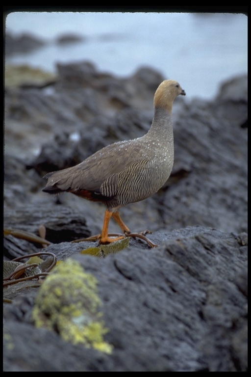 Image of Ruddy-headed Goose