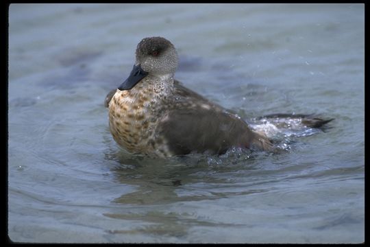 Image of crested duck