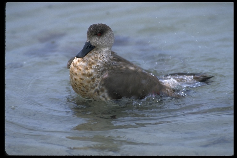 Слика од Lophonetta specularioides (King & PP 1828)