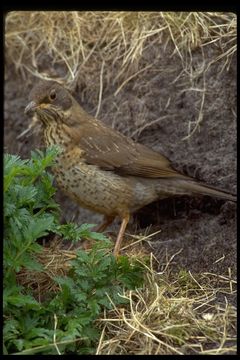 Imagem de Turdus falcklandii Quoy & Gaimard 1824