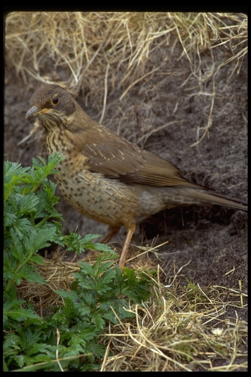 Image of Austral Thrush