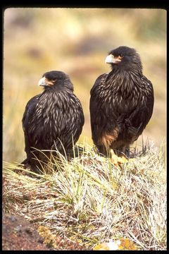 Image of Forster's Caracara