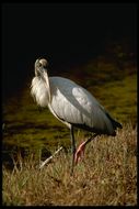 Image of Wood Stork