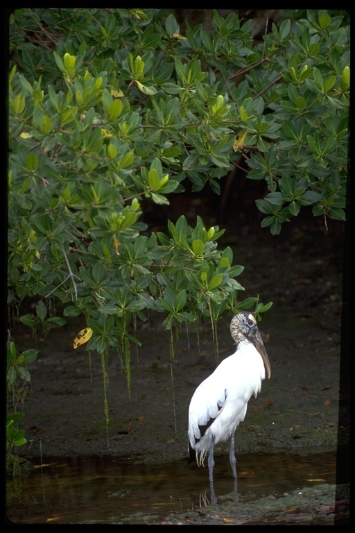 Image of Wood Stork