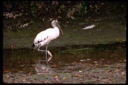 Image of Wood Stork