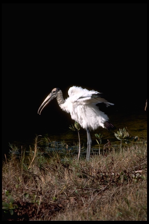 Image of Wood Stork